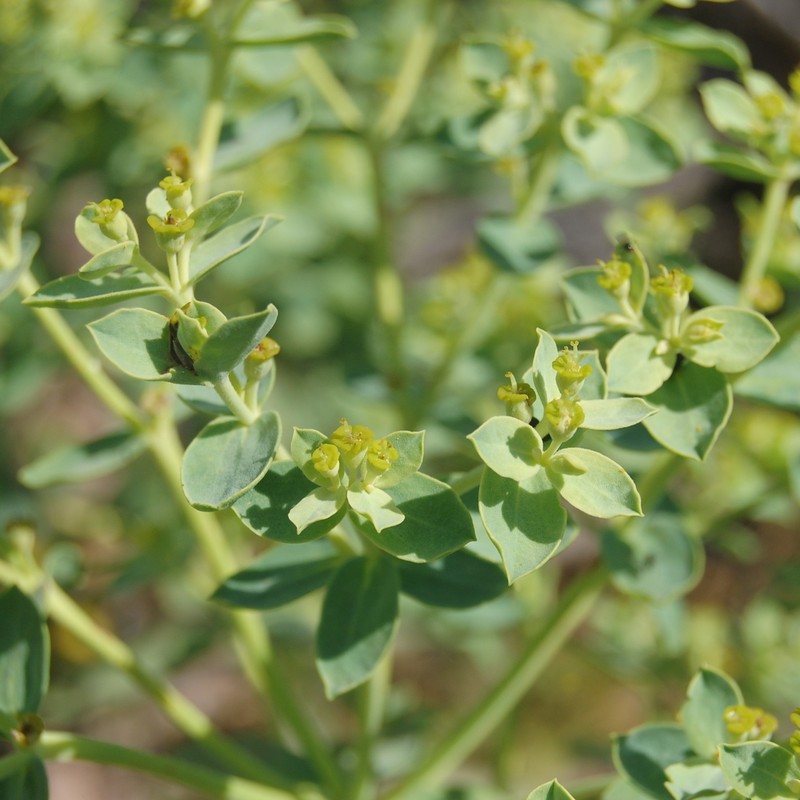 Euphorbia papillosa photo 6