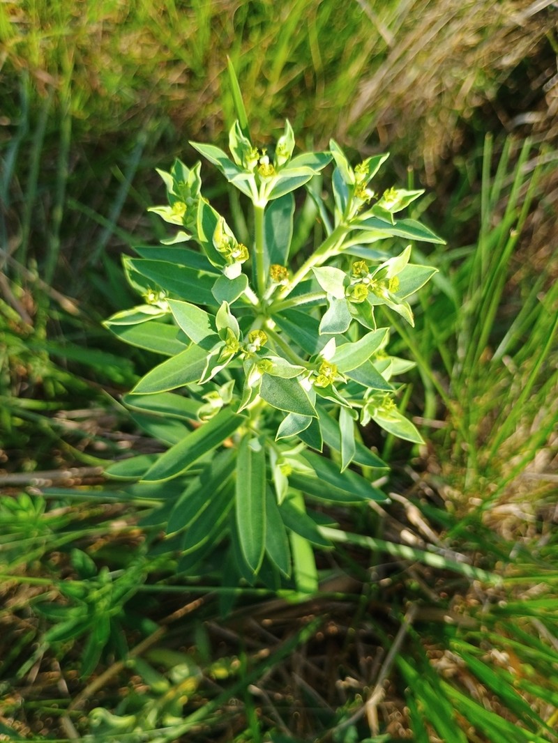 Euphorbia papillosa photo 7