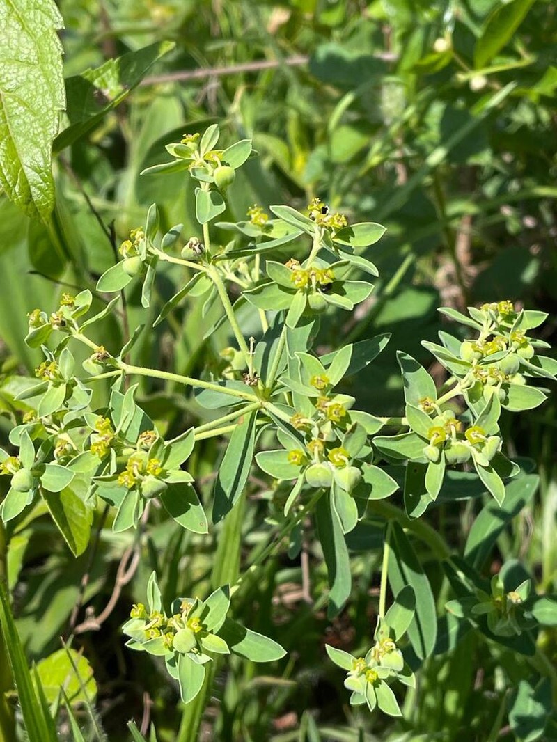 Euphorbia papillosa photo 8
