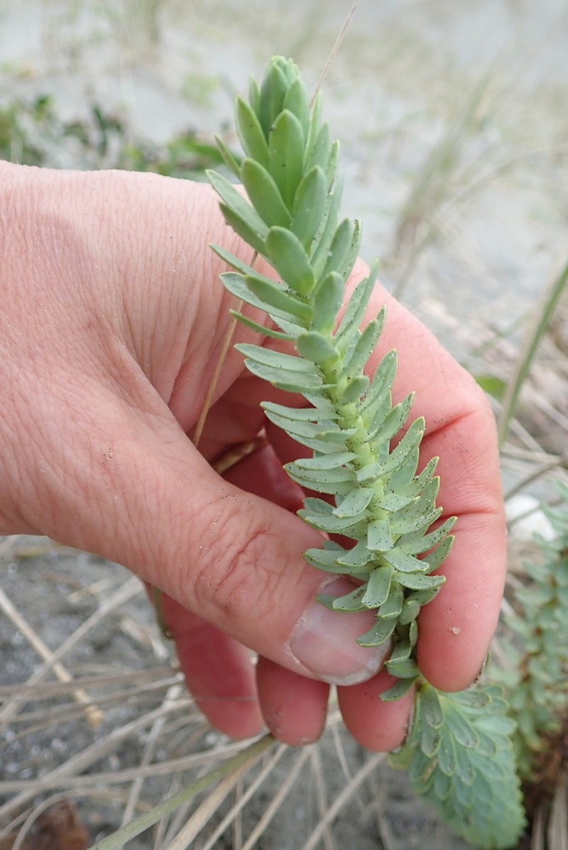 Sea Spurge photo 3