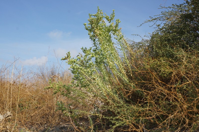 Sea Spurge photo 4
