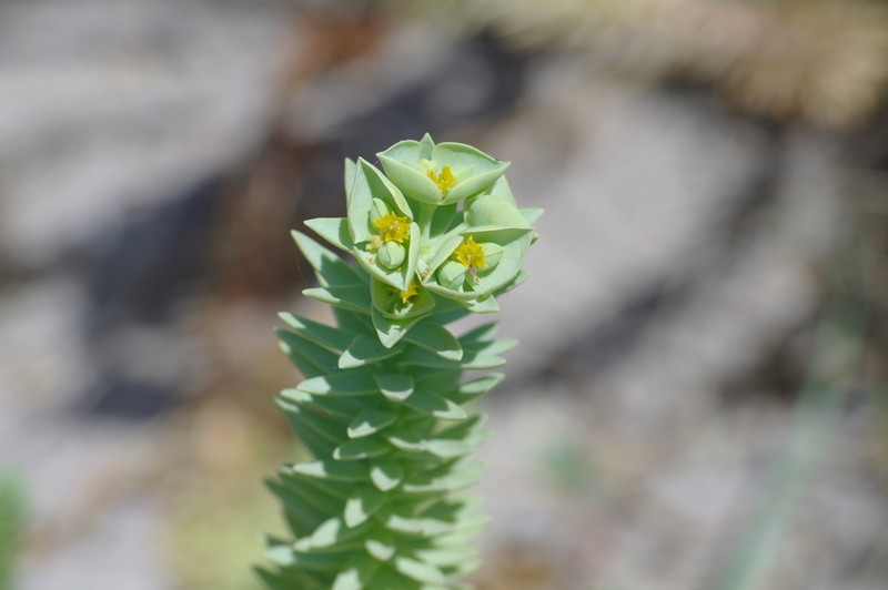 Sea Spurge photo 5
