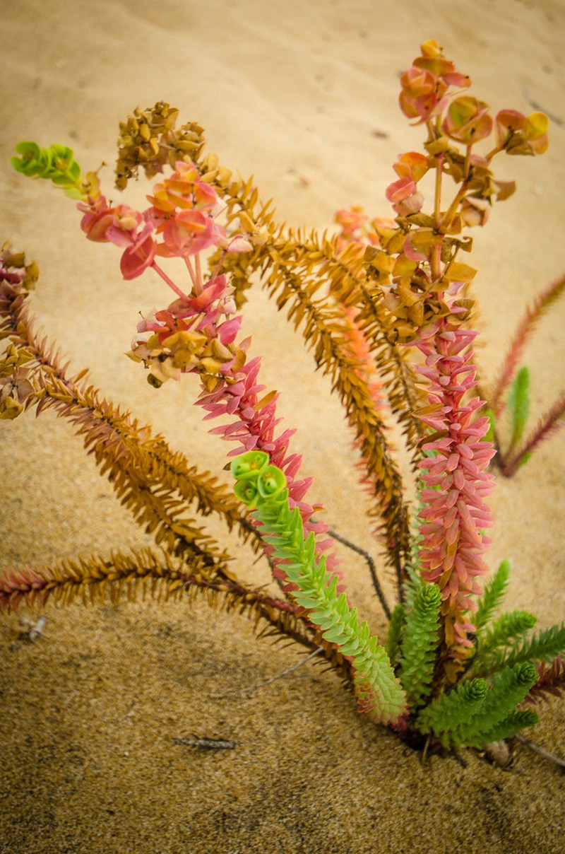 Sea Spurge photo 6