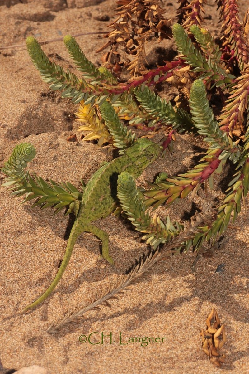 Sea Spurge photo 7