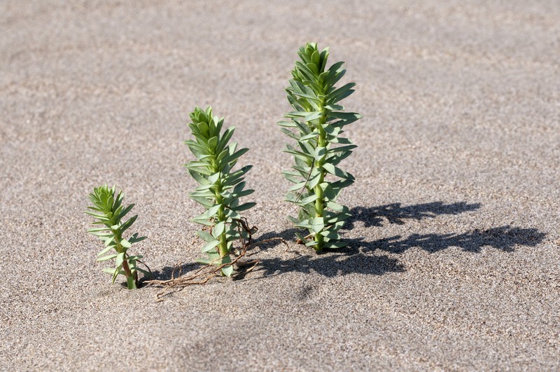 Sea Spurge photo 5