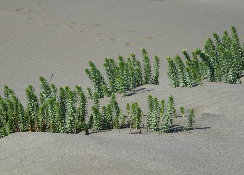 Sea Spurge photo 6