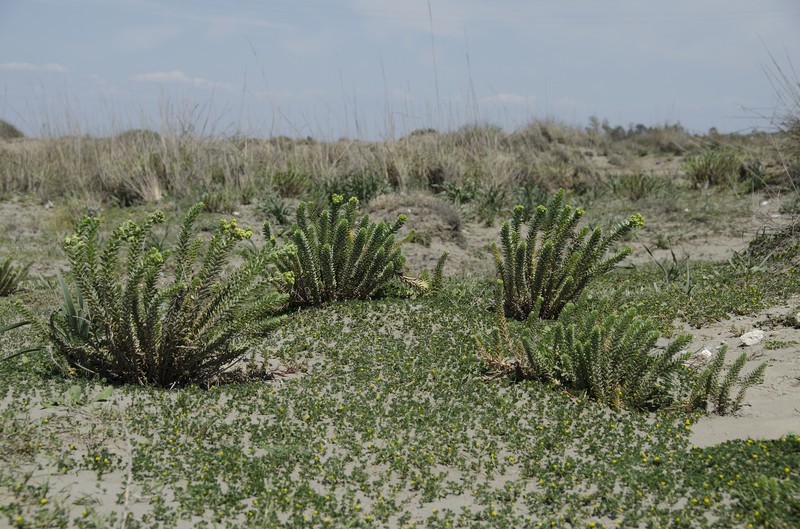 Sea Spurge photo 2