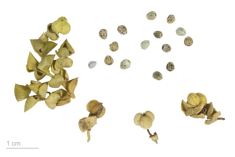 Sea Spurge photo 4