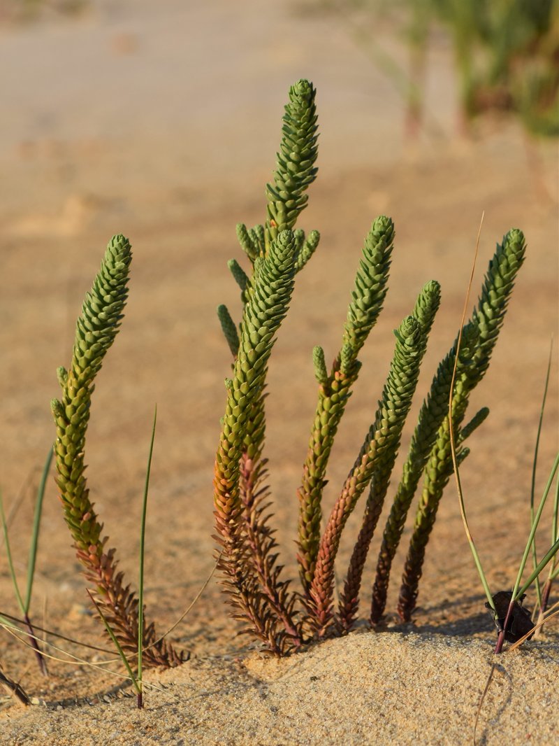 Sea Spurge photo 7