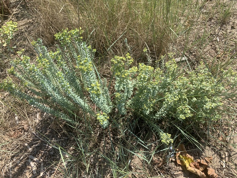 Sea Spurge photo 8