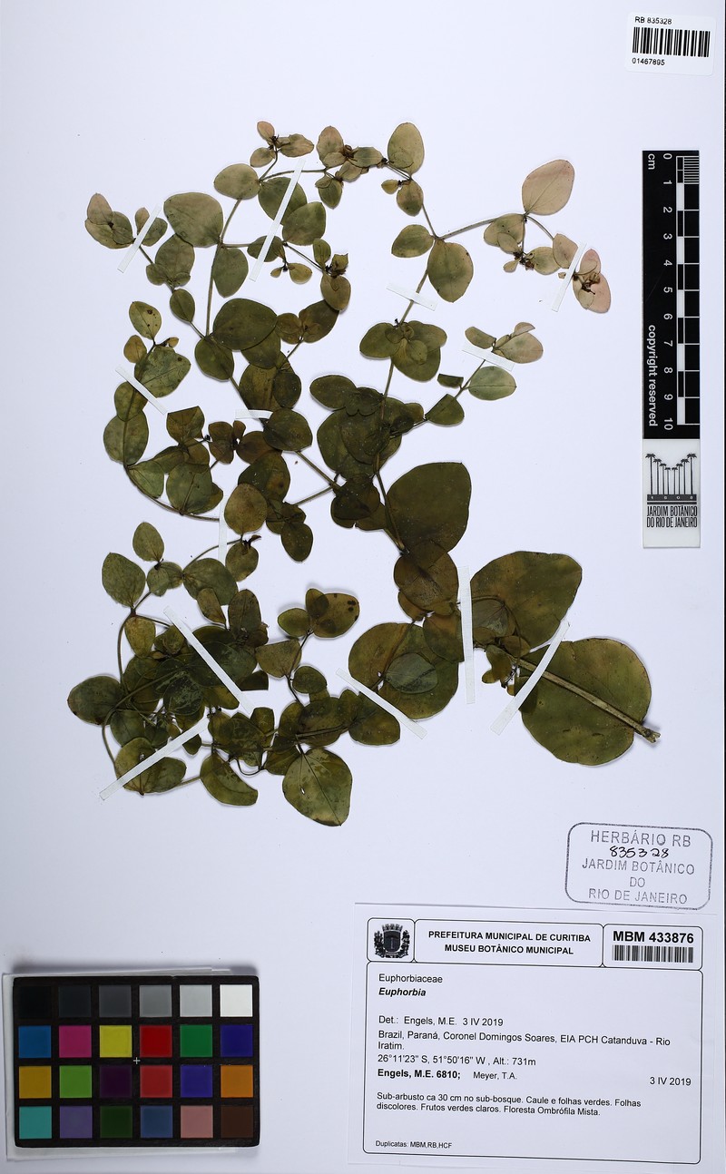 Euphorbia paranensis