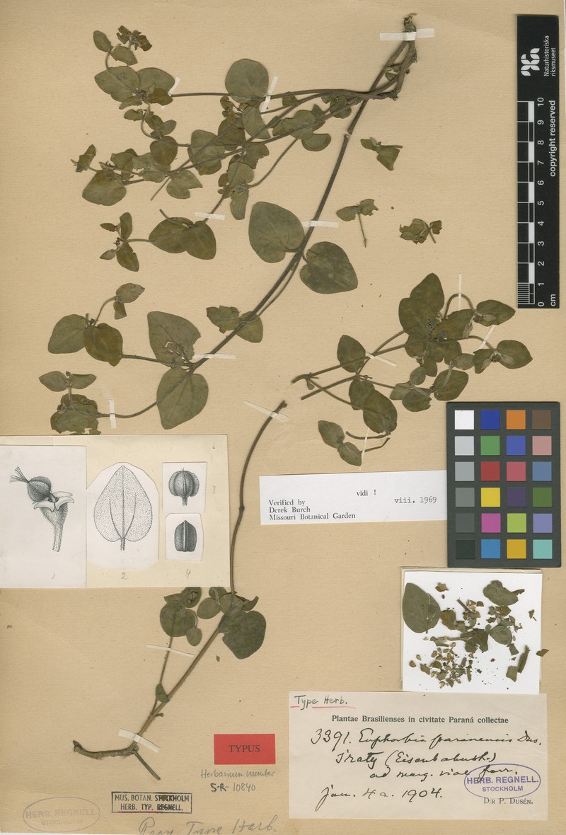 Euphorbia paranensis photo 3