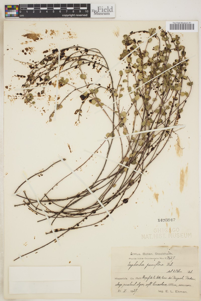 Euphorbia parciflora