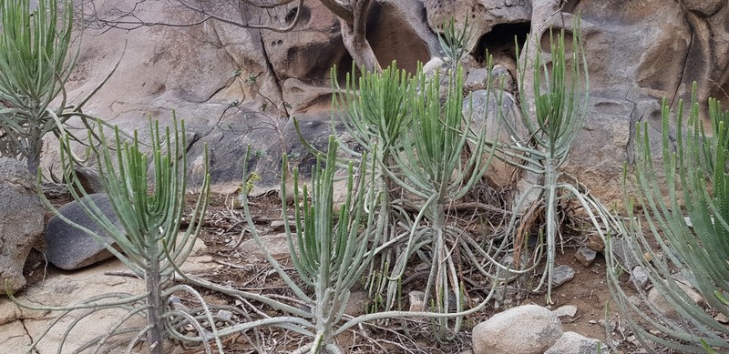Euphorbia parciramulosa photo 2