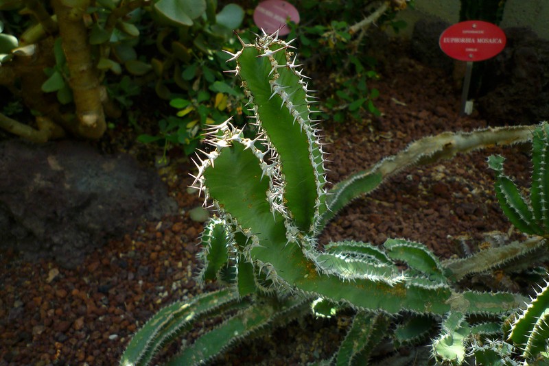 Euphorbia parciramulosa