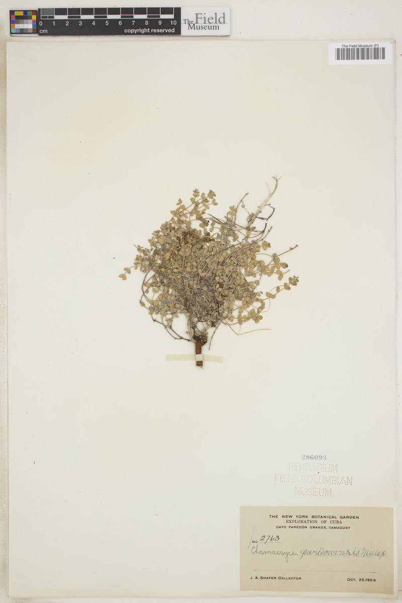 Euphorbia paredonensis