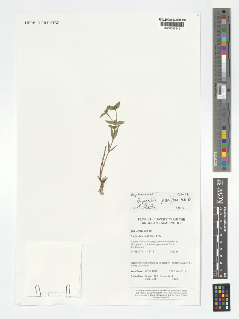 Euphorbia parifolia photo 2