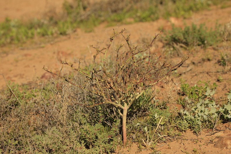 Euphorbia parvicaruncula