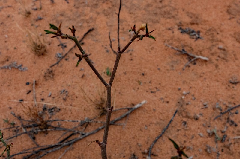 Euphorbia parvicaruncula photo 2