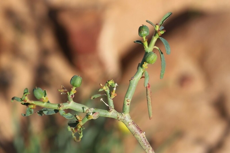 Euphorbia parvicaruncula photo 3