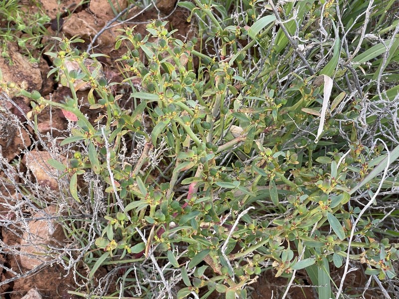 Euphorbia parvicaruncula photo 4