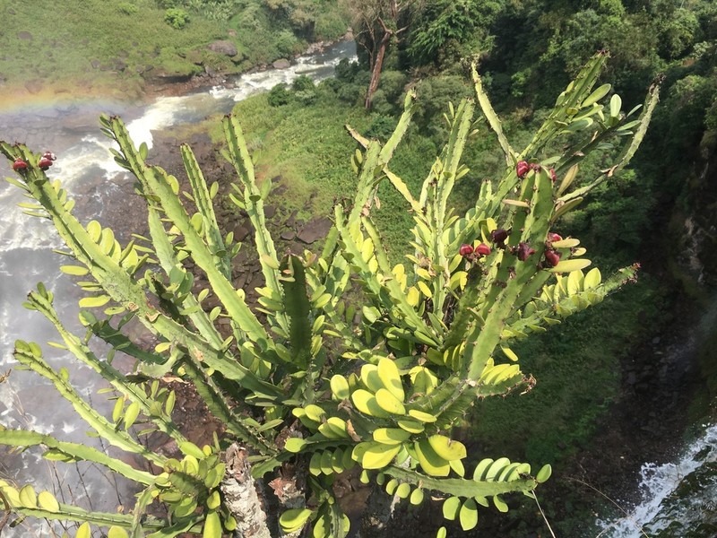 Euphorbia parviceps photo 2