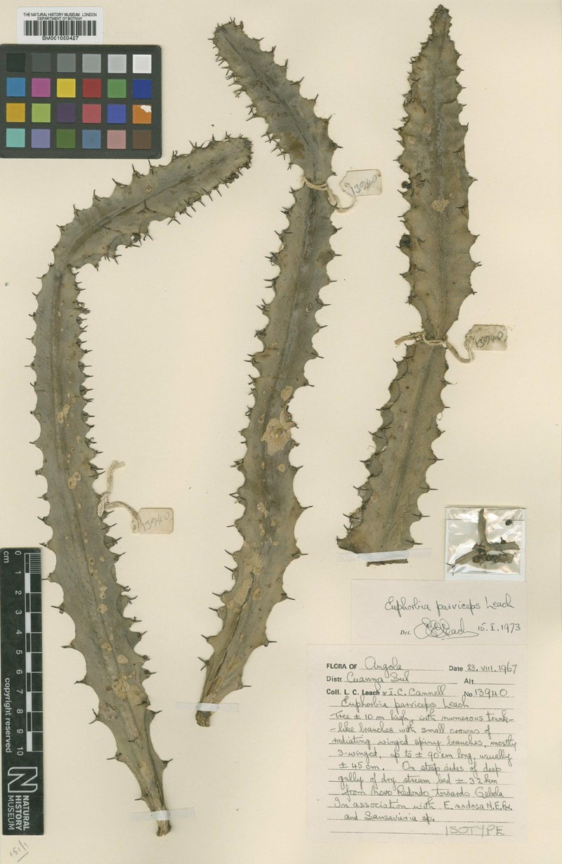 Euphorbia parviceps photo 4