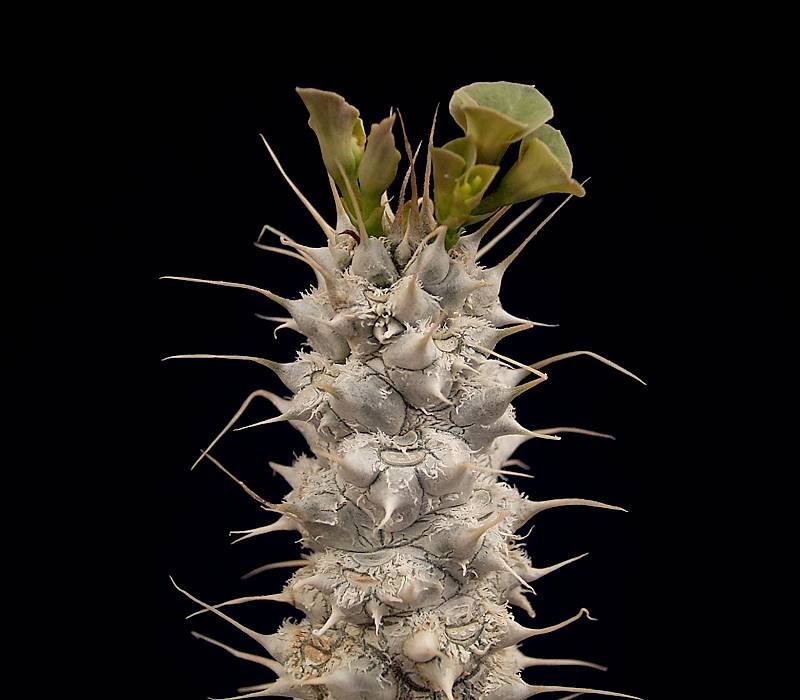 Euphorbia parvicyathophora photo 2