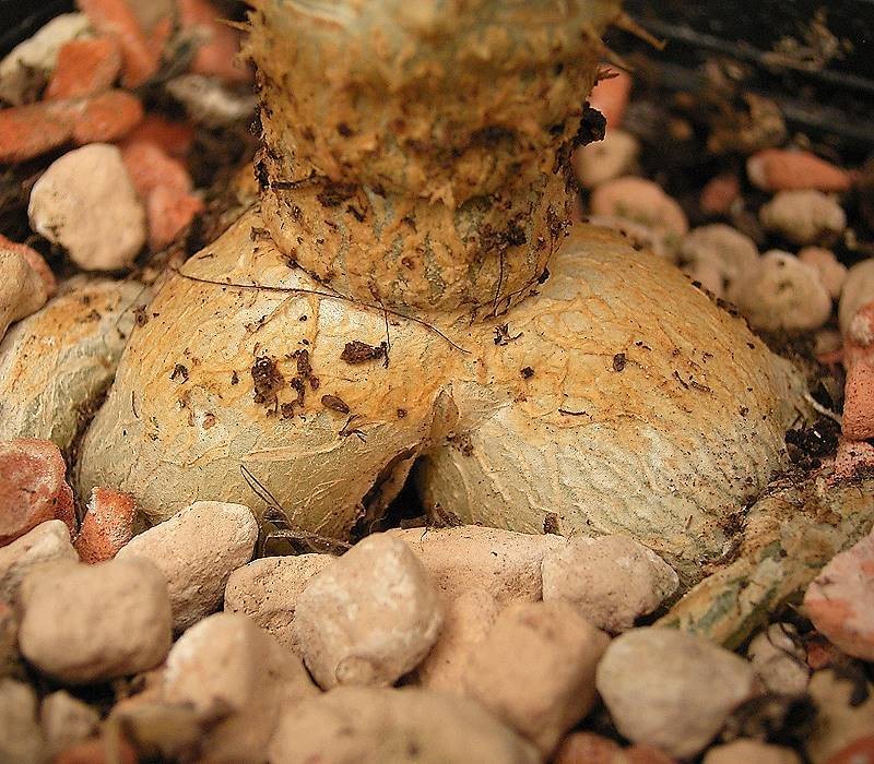 Euphorbia parvicyathophora photo 3