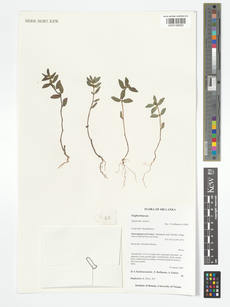 Euphorbia parviflora photo 2