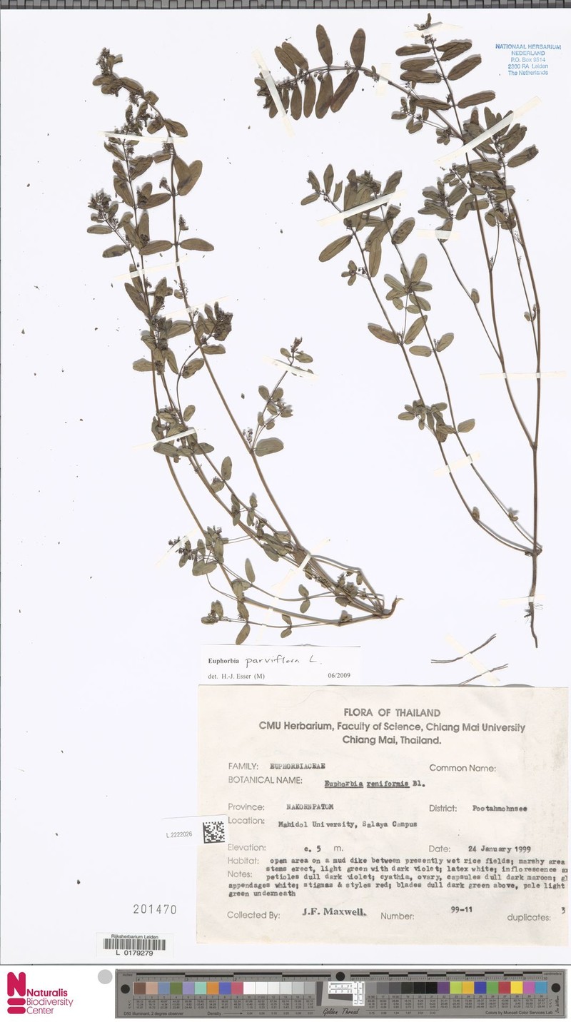 Euphorbia parviflora photo 3