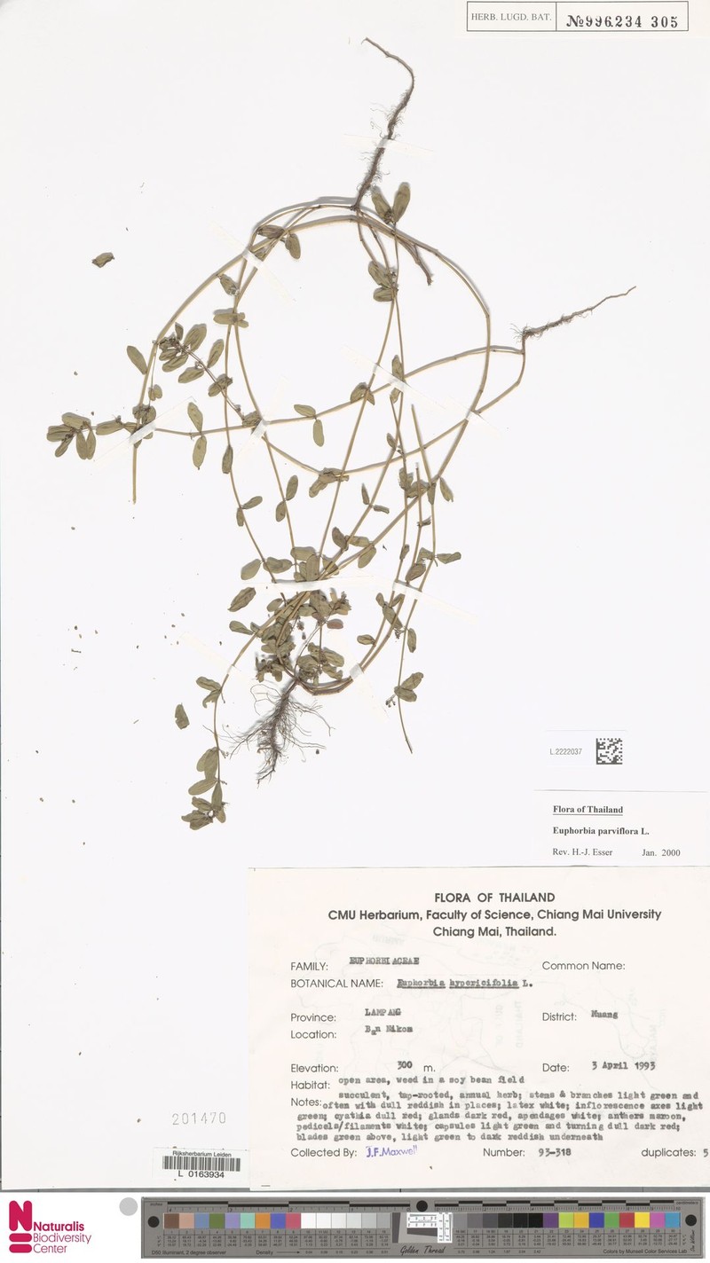 Euphorbia parviflora photo 6