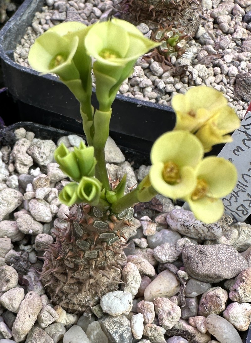 Euphorbia parvimedusae