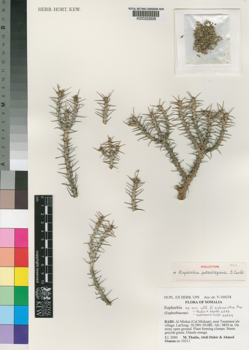 Euphorbia patentispina