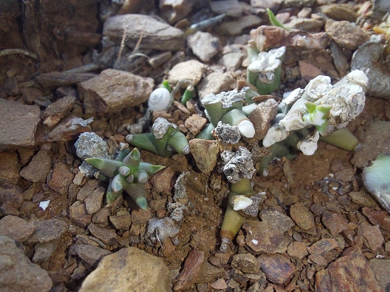 Euphorbia patula photo 2