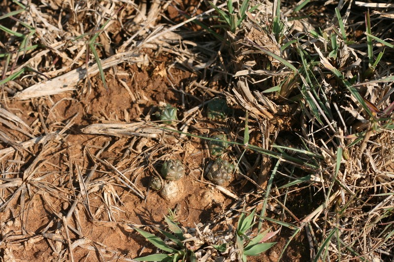 Euphorbia patula photo 3