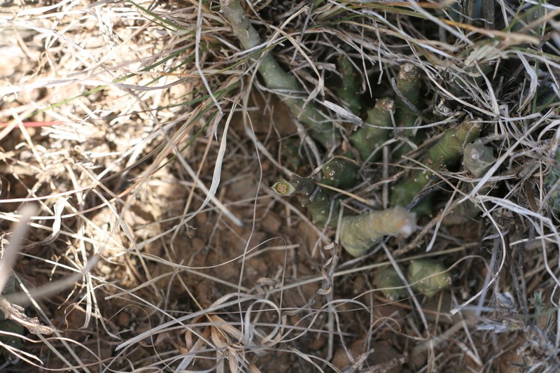 Euphorbia patula photo 4