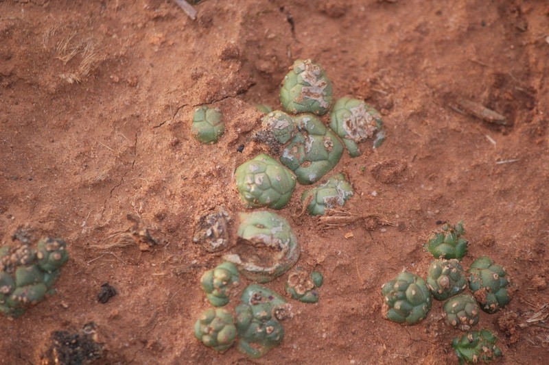 Euphorbia patula photo 6