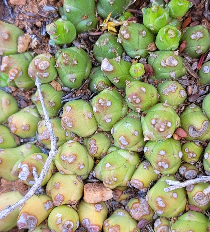 Euphorbia patula photo 7