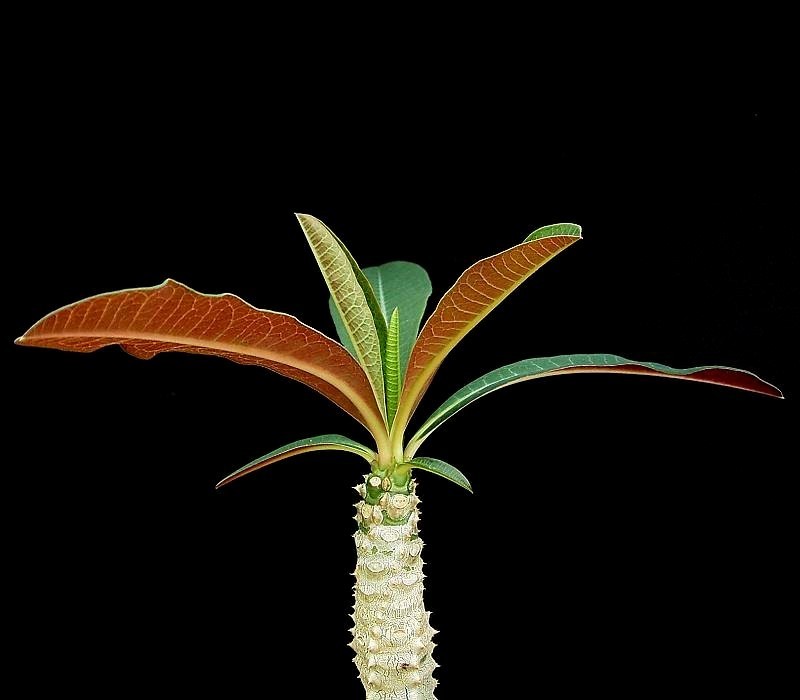 Euphorbia paulianii