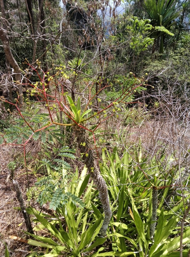 Euphorbia paulianii photo 2