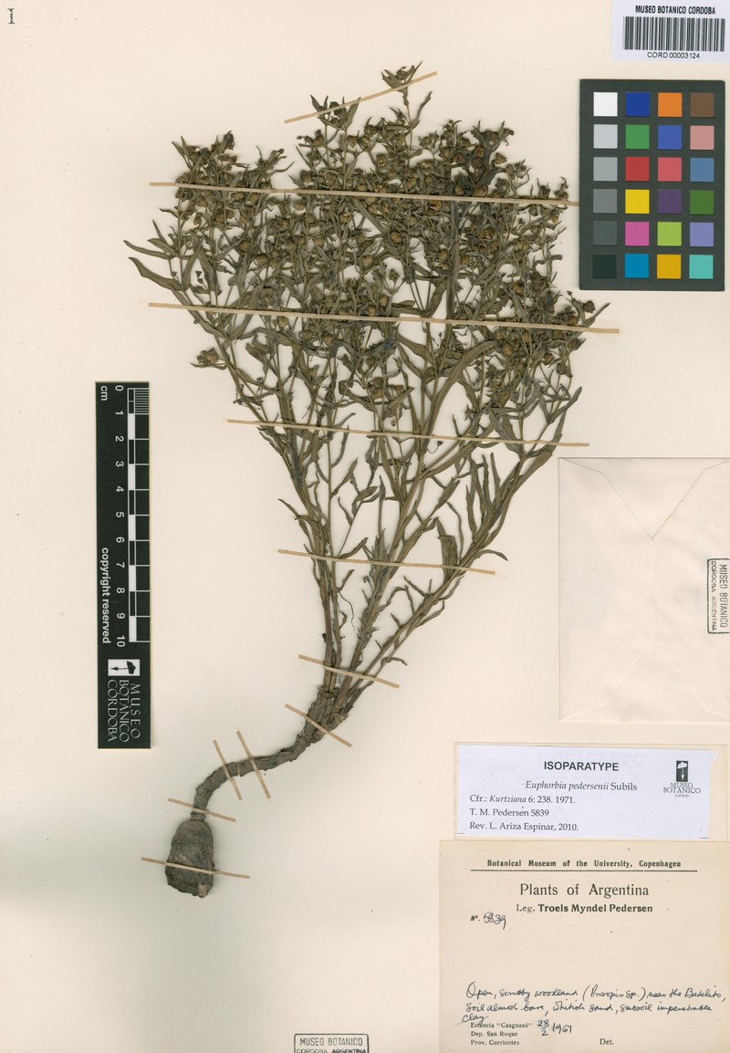 Euphorbia pedersenii photo 2