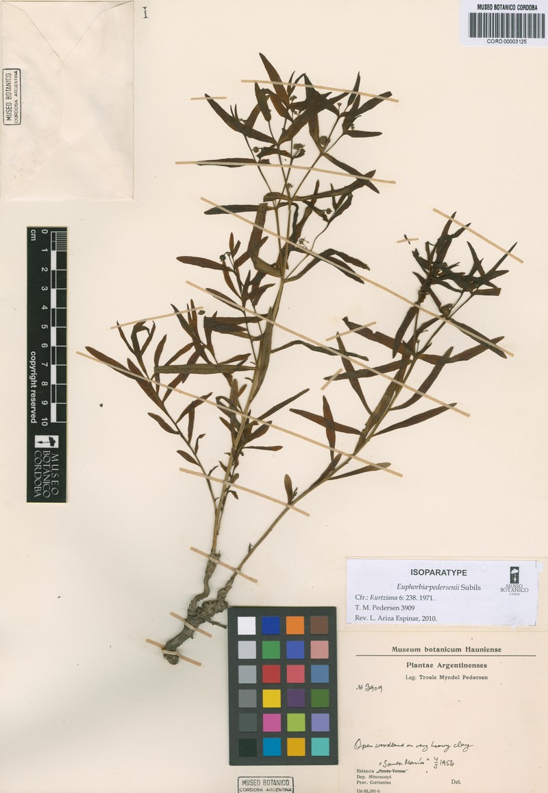 Euphorbia pedersenii photo 3