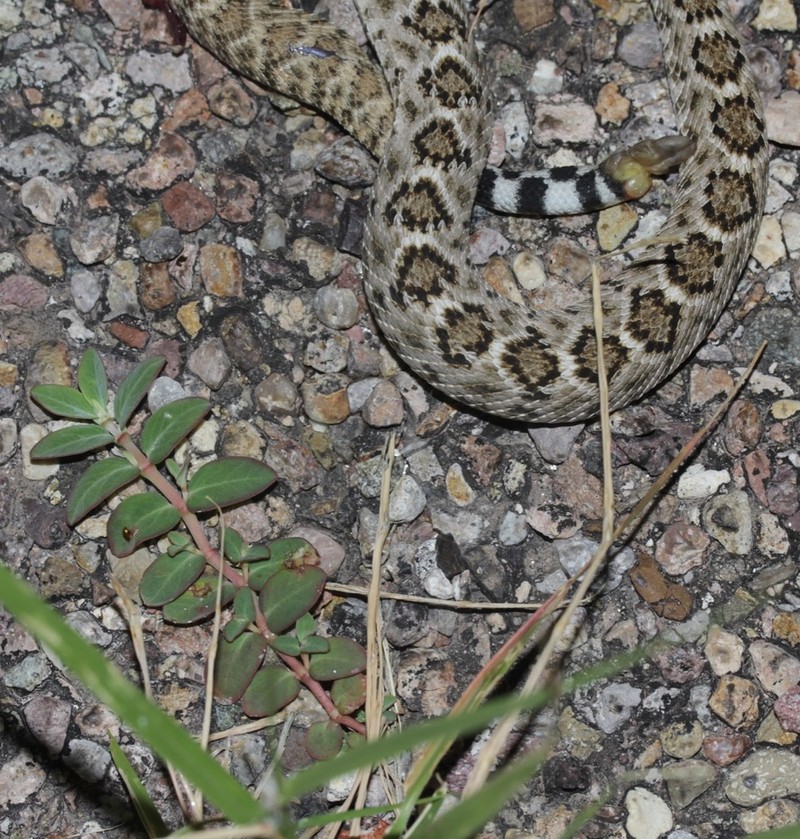 Carrizo Mountain Sandmat photo 2