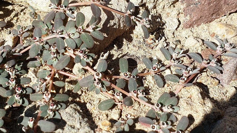 Carrizo Mountain Sandmat photo 3