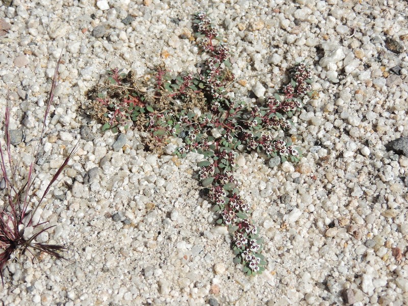 Carrizo Mountain Sandmat photo 4