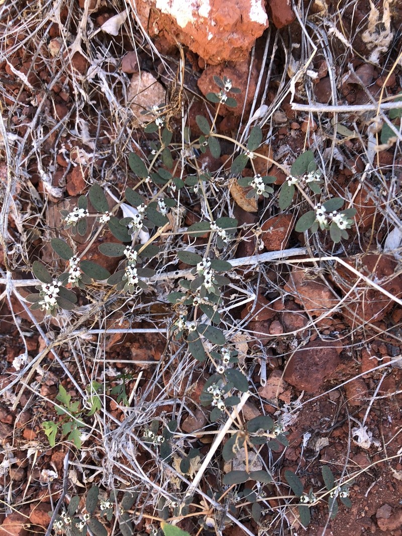 Carrizo Mountain Sandmat photo 8
