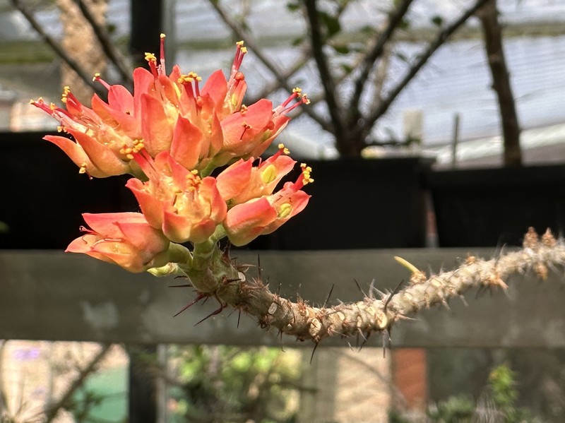 Euphorbia pedilanthoides