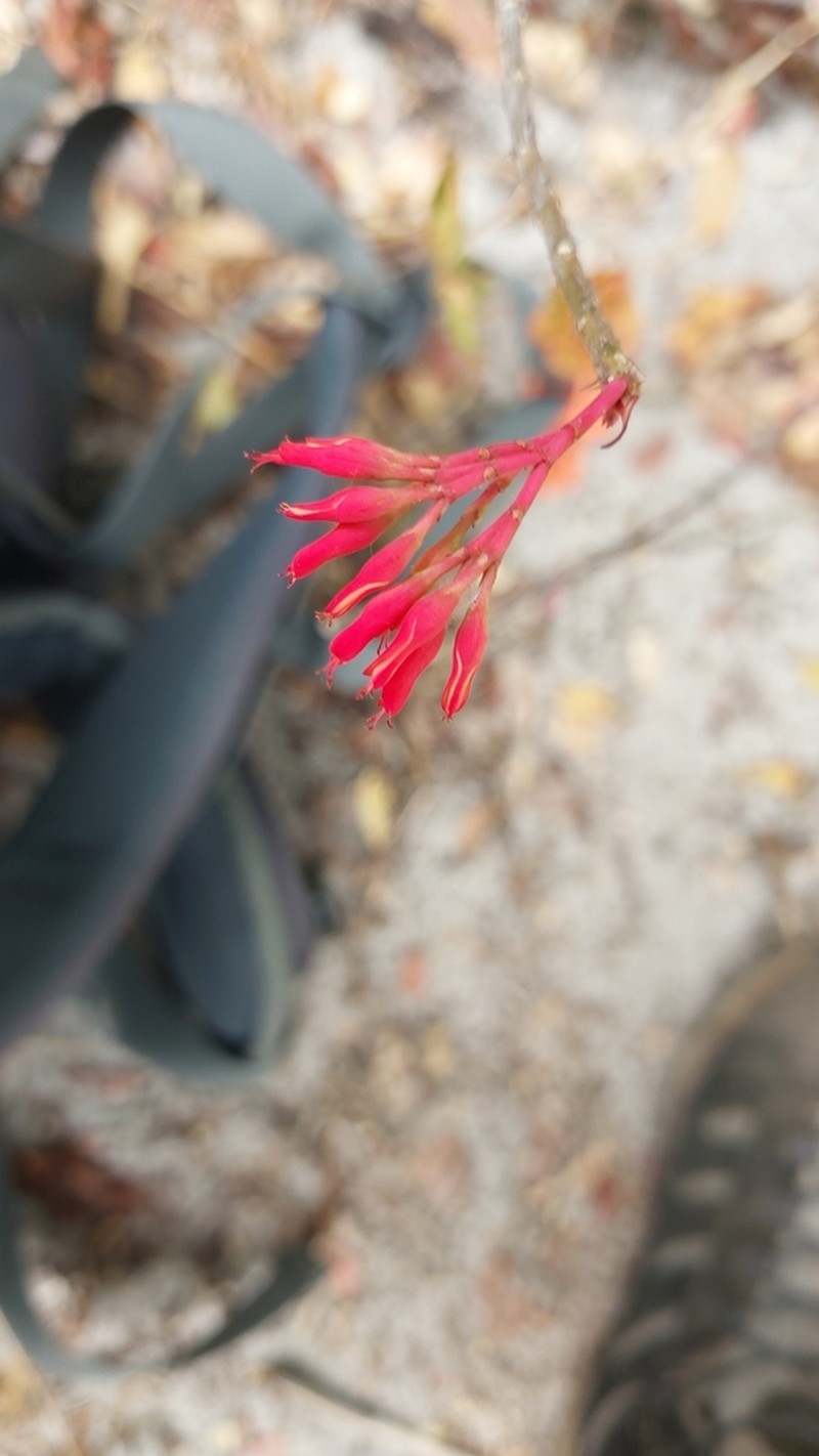 Euphorbia pedilanthoides photo 2