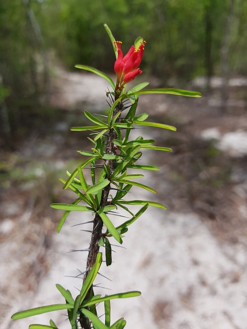 Euphorbia pedilanthoides photo 3